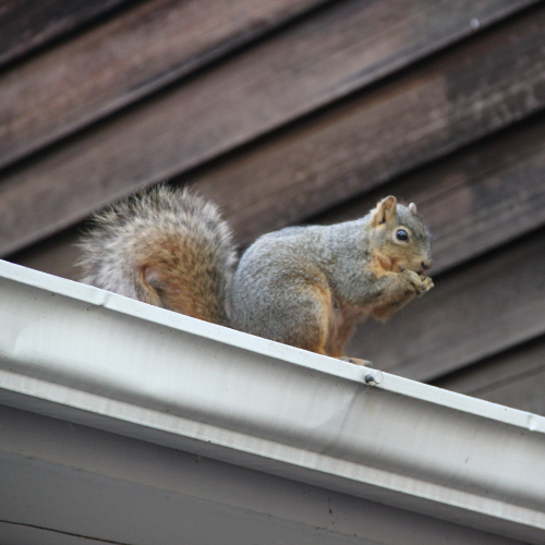 Squirrel eating on a white rain gutter in front of a brown wooden wall.