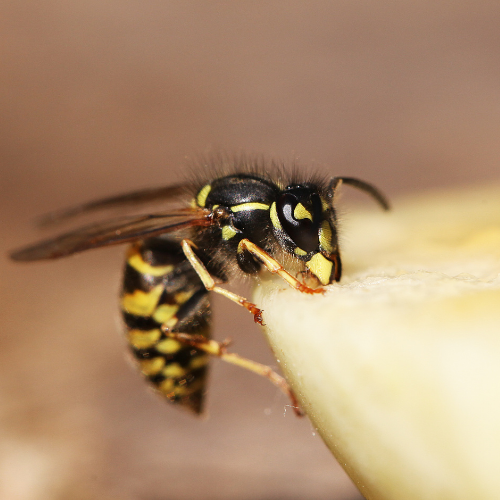 Wasp with black and yellow stripes feeding on a piece of fruit.