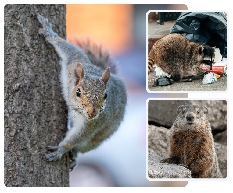 Squirrel on tree, marmot, and a rodent by trash bag.