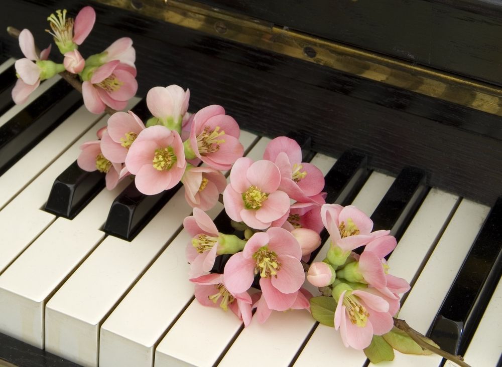 A Piano With Pink Flowers on the Keyspiano With Pink Flower — Mid Coast Funeral and Cremation Service In Forster, NSW
