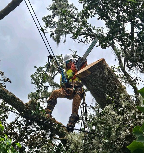 Arborist cutting tree branch with a chainsaw, secured by ropes and harness, working high in the tree.