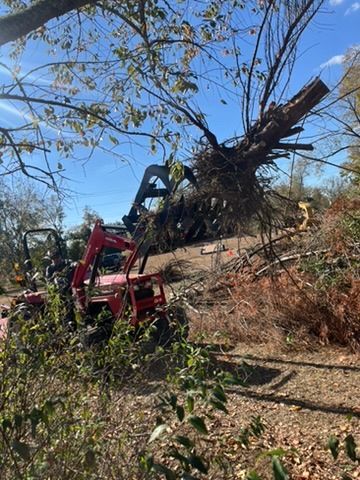 Red tractor lifting a large uprooted tree with its claw-like attachment. Blue sky, outdoor setting with foliage.