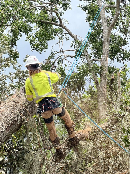 Arborist in safety gear, trimming a tree. Bright yellow shirt, white helmet, blue rope.