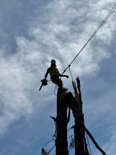 Arborist in safety gear perched atop a tree stump, holding a chainsaw against a cloudy sky.