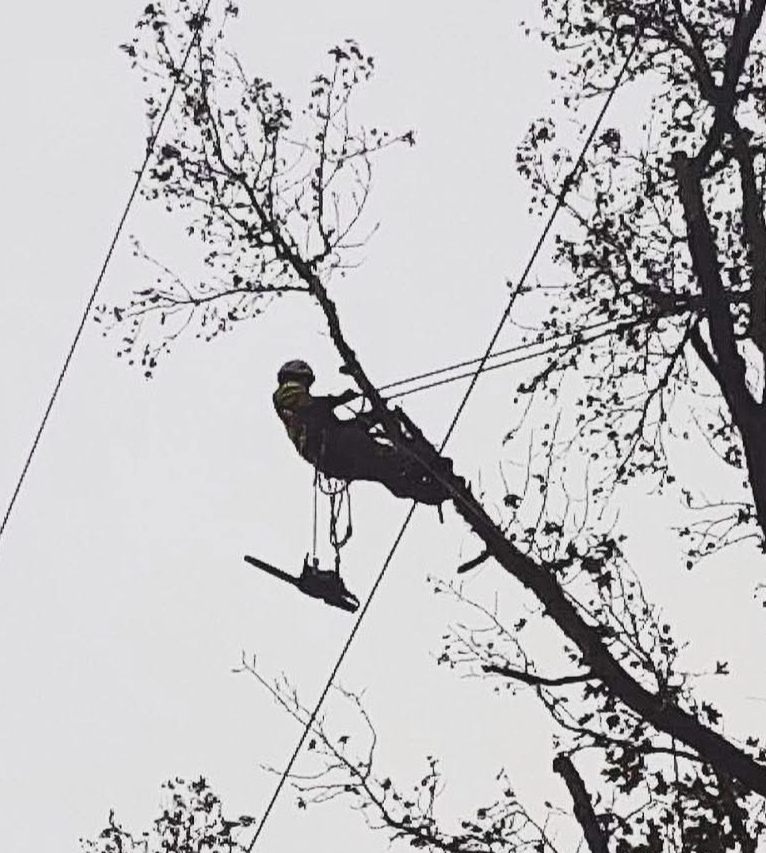 Arborist in tree, cutting branches with a chainsaw. Safety gear visible, overcast sky.
