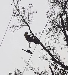 Arborist in tree, cutting branches with a chainsaw. Safety gear visible, overcast sky.