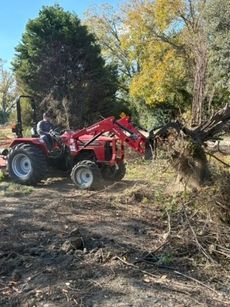 Red tractor with front loader lifting a large tree root in a dirt field.