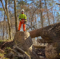 A person in safety gear stands on a tree stump with a chainsaw, felled tree in woods.