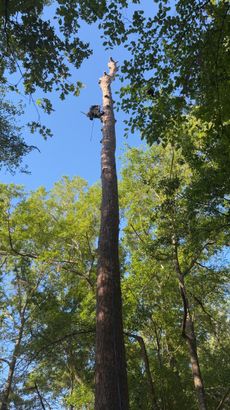 A person in safety gear stands on a tree stump with a chainsaw, felled tree in woods.