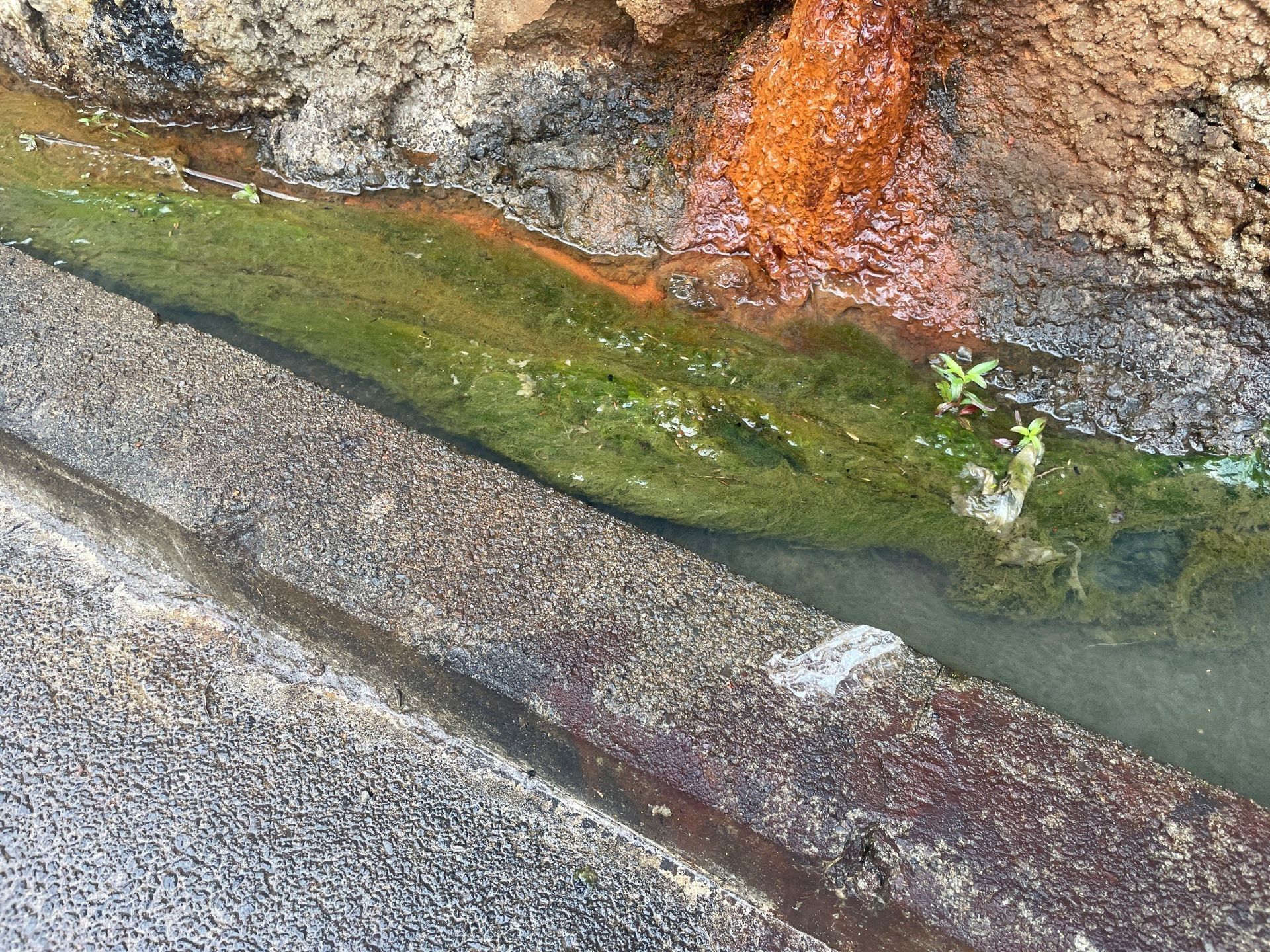 Channel of water with green algae and reddish-brown deposits along the sides.