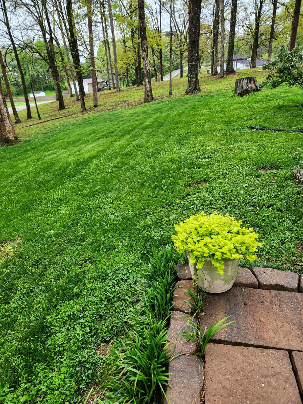 A potted plant is sitting on a sidewalk next to a lush green lawn.