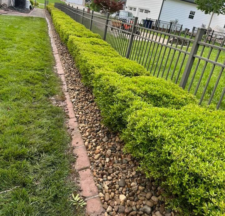 A row of bushes growing next to a fence in a yard.