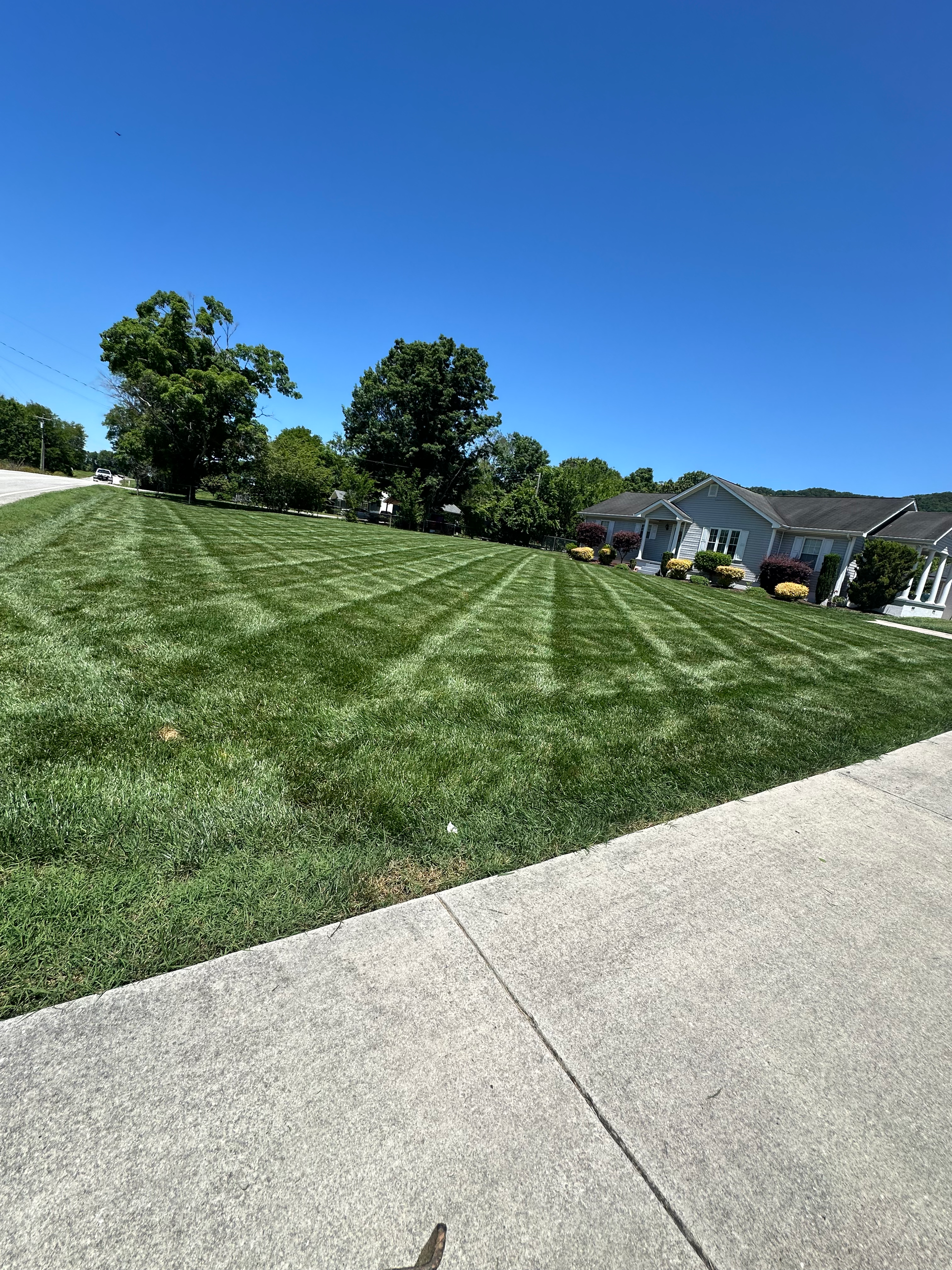 A lush green lawn is sitting next to a sidewalk in front of a house.