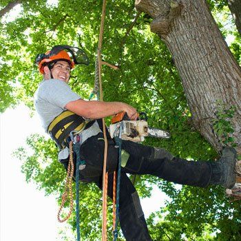 Our tree surgeons offer high-quality tree care services