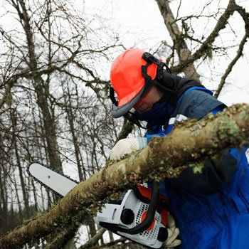 Our team members can remove hazardous branches