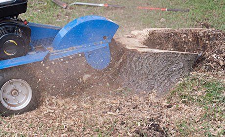 Our tree services include stump grinding