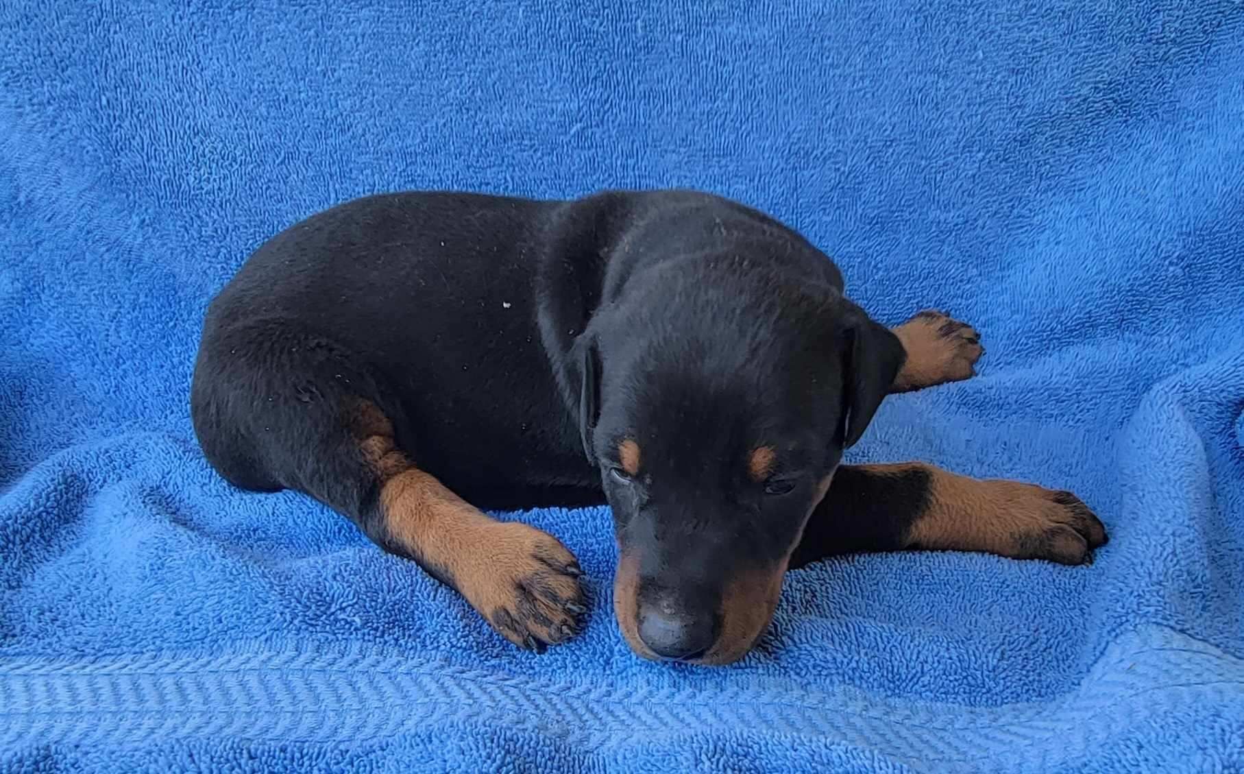 European Doberman Puppies For Sale | Dobermans NC