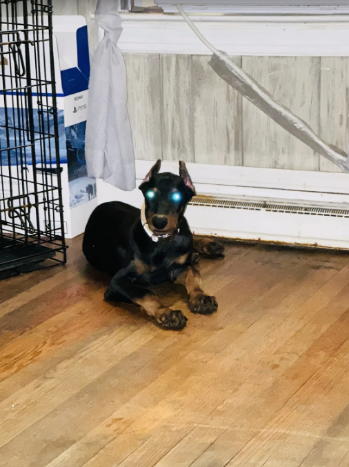 Superior Canines | Dog Breeders in NC | Miguel's Review