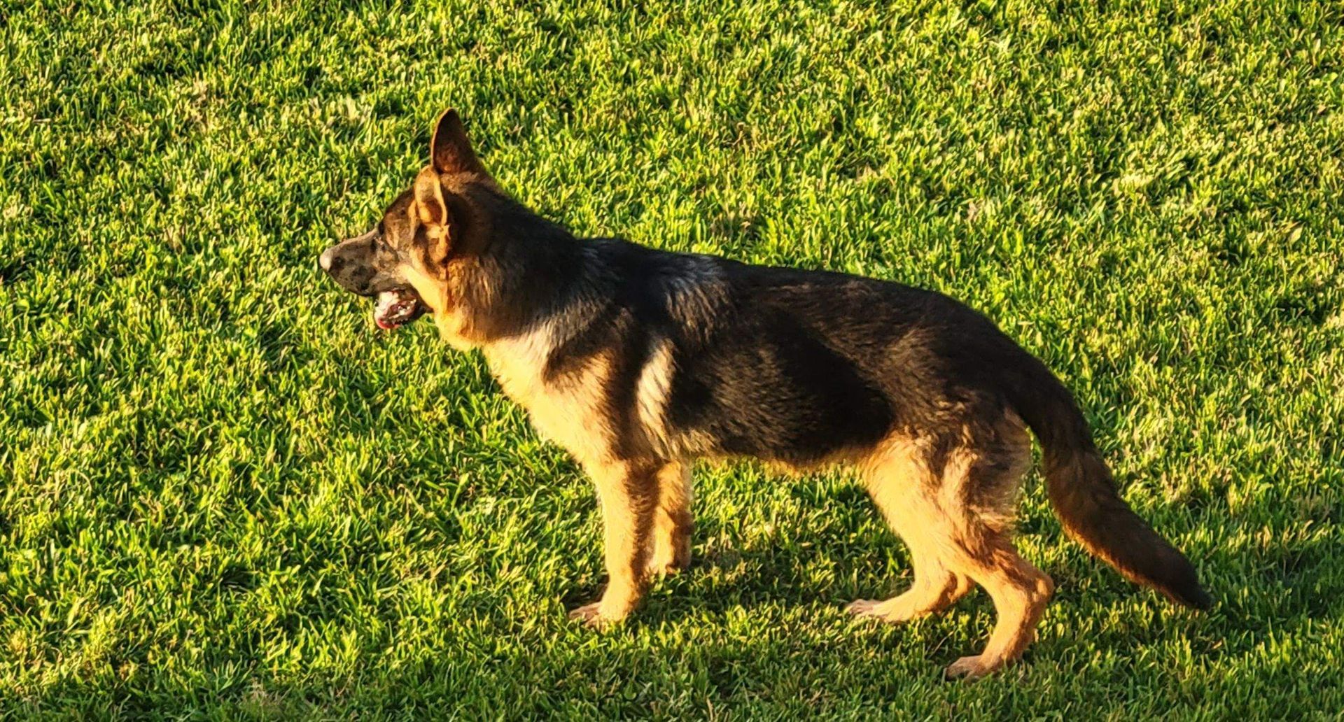 Dog Breeders in North Carolina Puppies for sale in NC