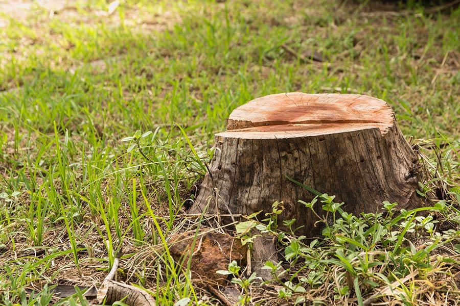 Tree Stump — Tree Removals In Kempsey, NSW