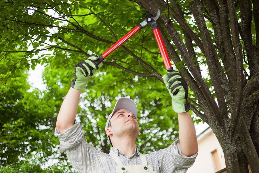 Tree Pruning — Tree Removals In Kempsey, NSW