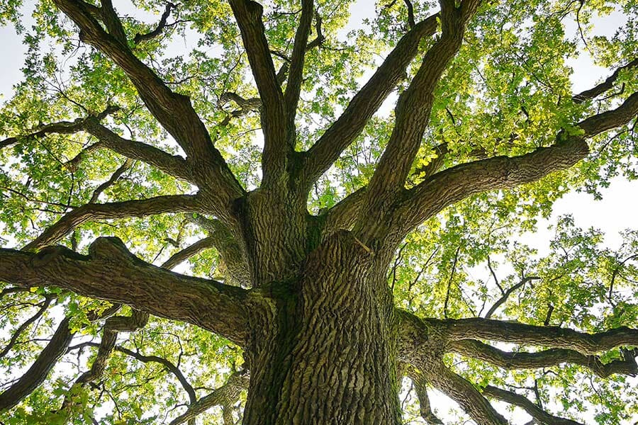 Tree Crown — Tree Removals In Kempsey, NSW