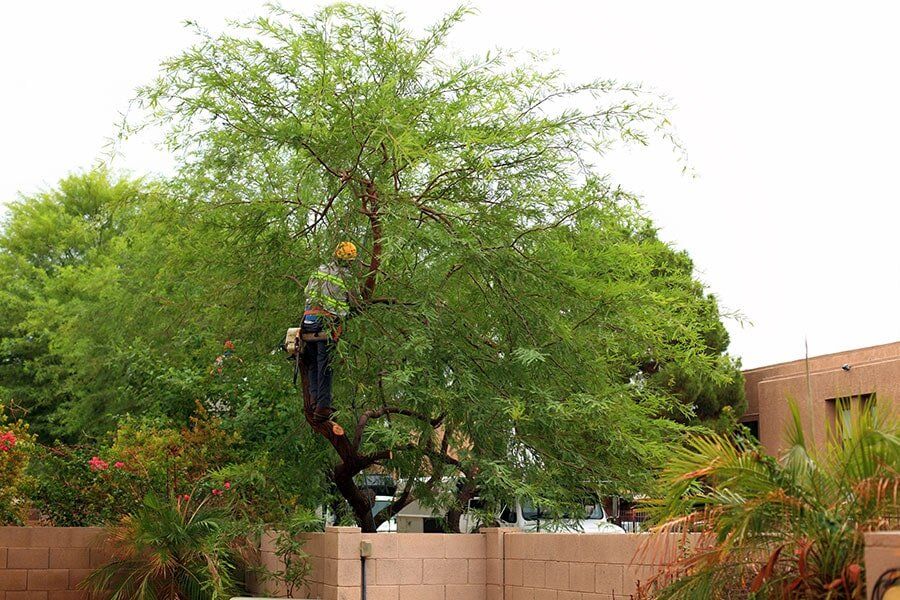 Crown Thinning — Tree Removals In Kempsey, NSW