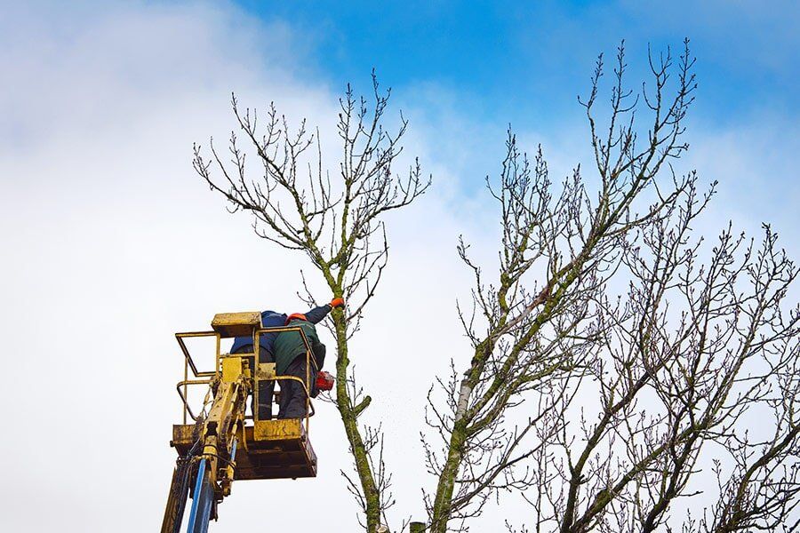 Crown Lifting — Tree Removals In Kempsey, NSW