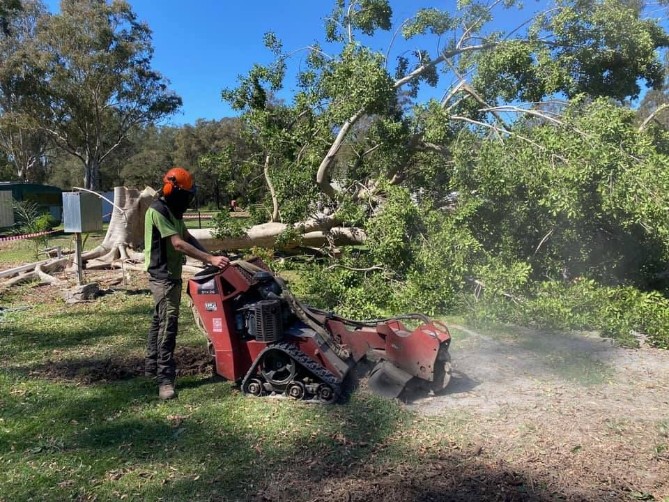 A person wearing safety gear uses a red stump grinder to remove a tree stump in a park-like setting.