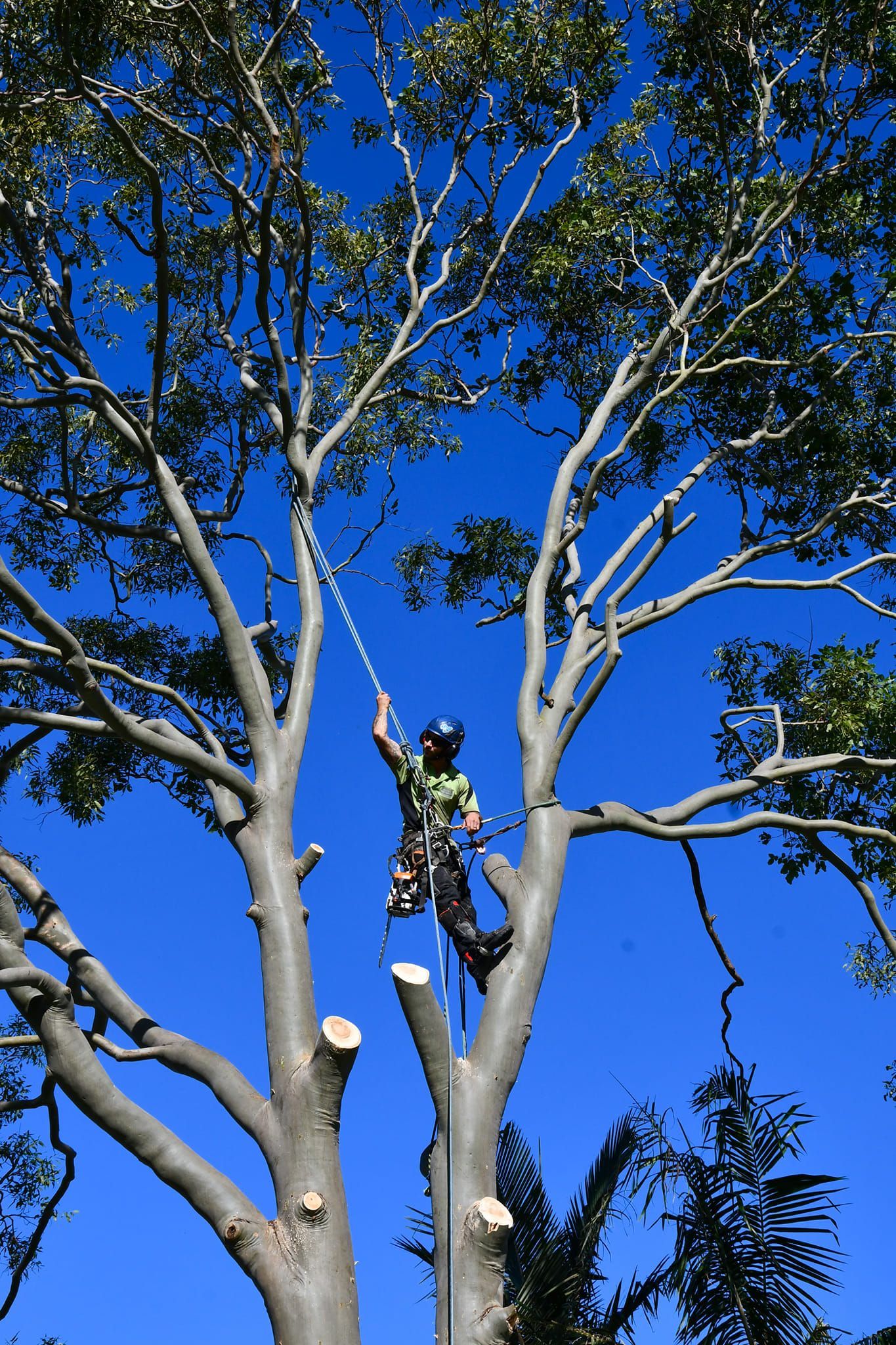 An arborist in protective gear climbs a tree, cutting branches with a chainsaw against a clear blue sky.