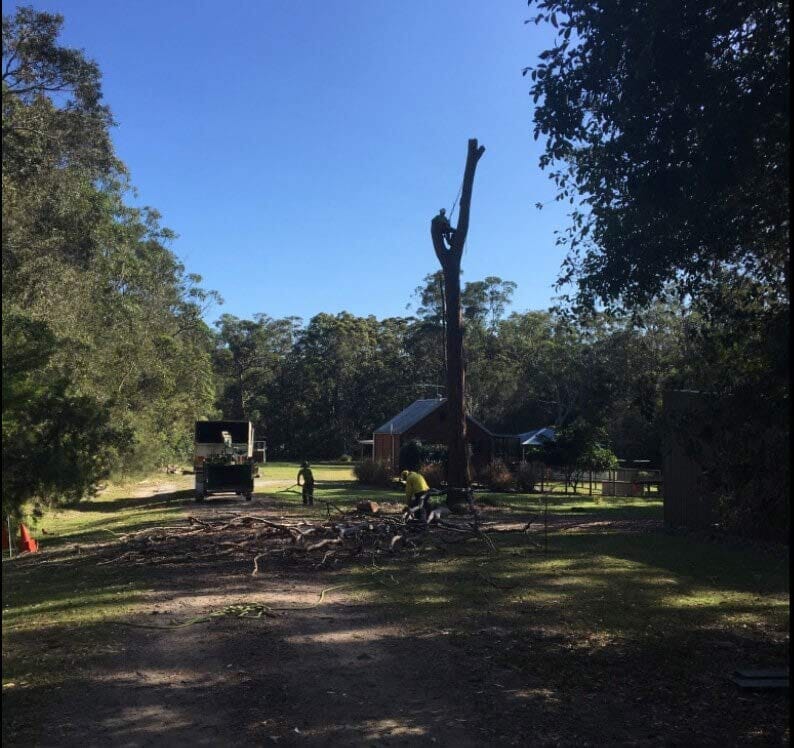 Tree Trimming 2 — Tree Removals In Kempsey, NSW