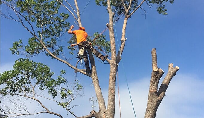Tree Trimming — Tree Removals In Kempsey, NSW