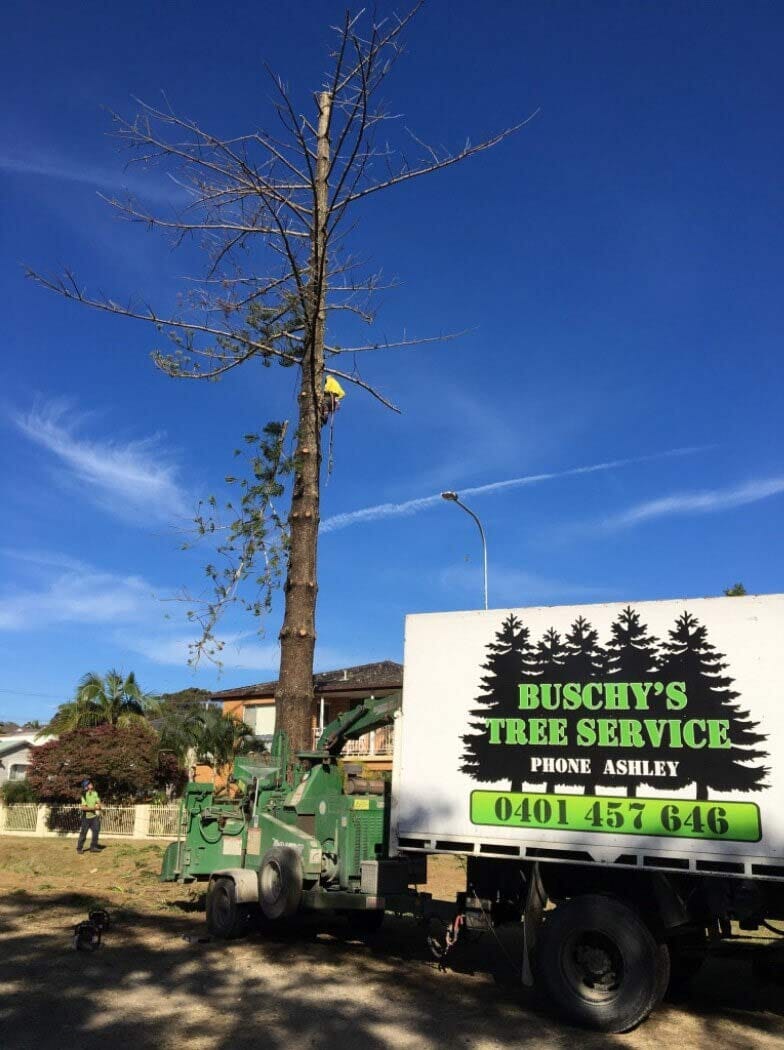 Tree Removal Process — Tree Removals In Kempsey, NSW