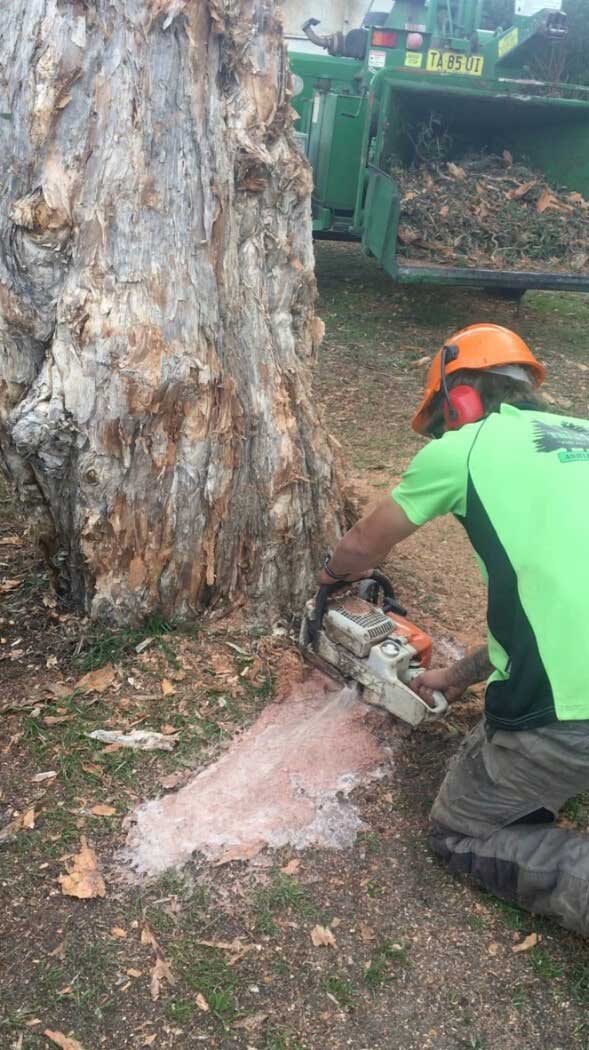 Tree Removal From Bottom — Tree Removals In Kempsey, NSW