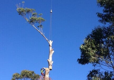 Tree Removal — Tree Removals In Kempsey, NSW