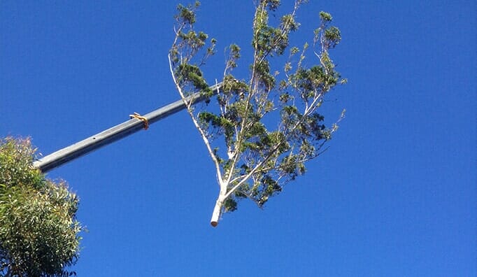 Tree Removal — Tree Removals In Kempsey, NSW