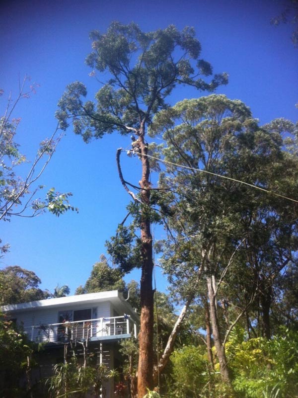Tall Tree — Tree Removals In Kempsey, NSW