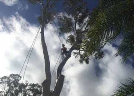 Man Climbing High At Trees — Tree Removals In Kempsey, NSW
