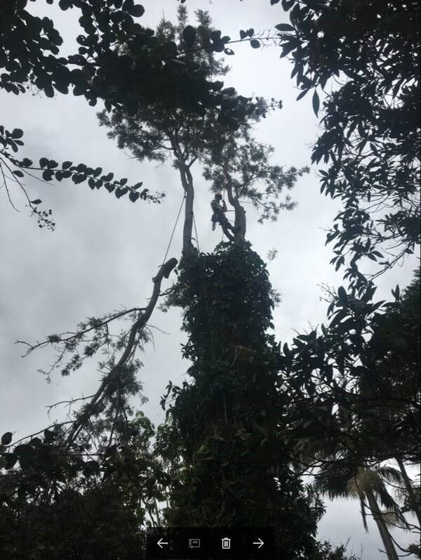 Hawks Nest — Tree Removals In Kempsey, NSW