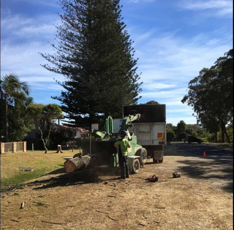 Chipping — Tree Removals In Kempsey, NSW