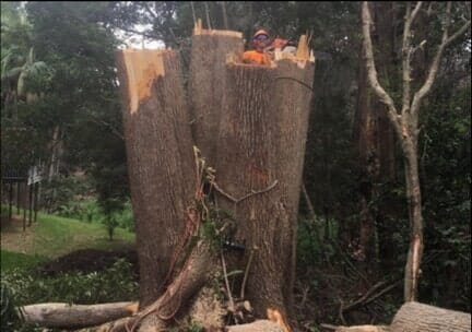 Tree Trunk — Tree Removals In Kempsey, NSW