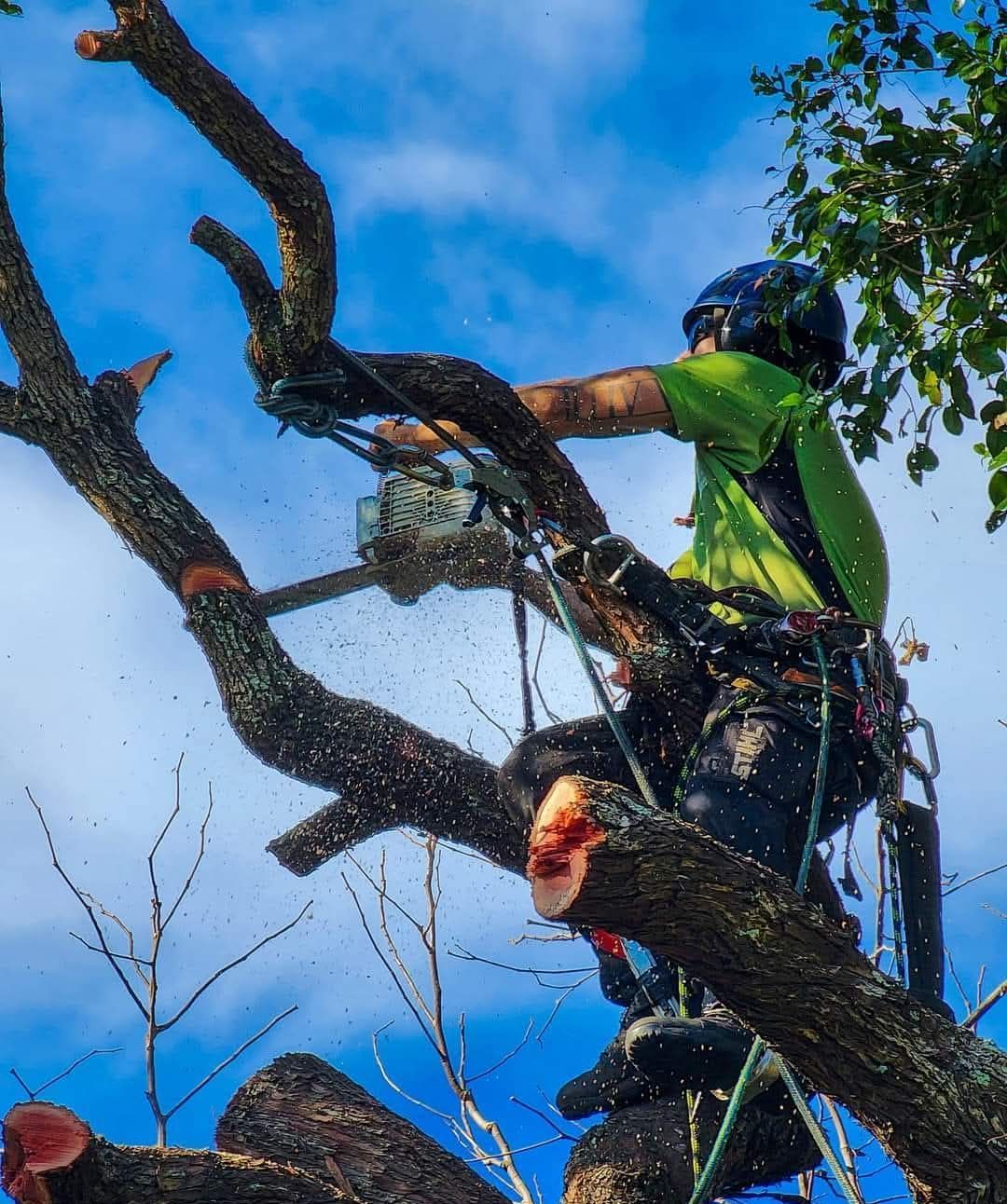 Tree Pruning — Tree Removals In Kempsey, NSW