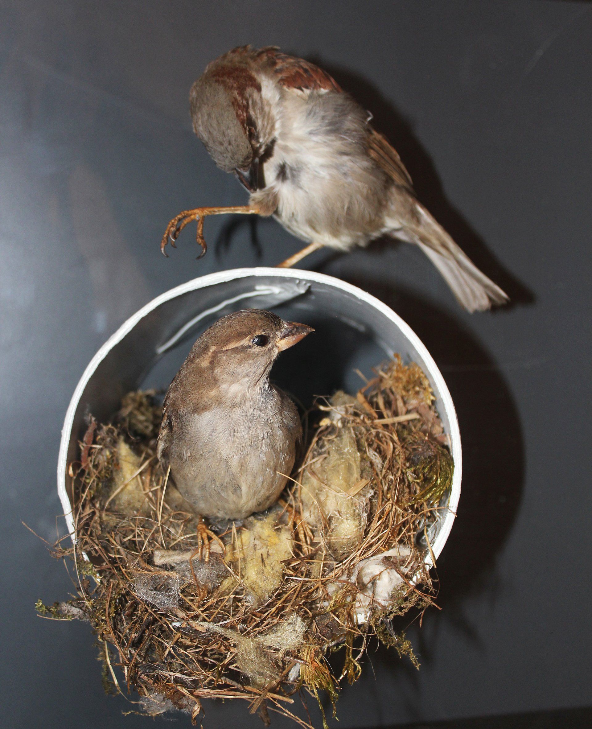 Ein Spatz sitzt über einem Nest in einer Zeitungsröhre. Das Weibchen befindet sich im Nest.