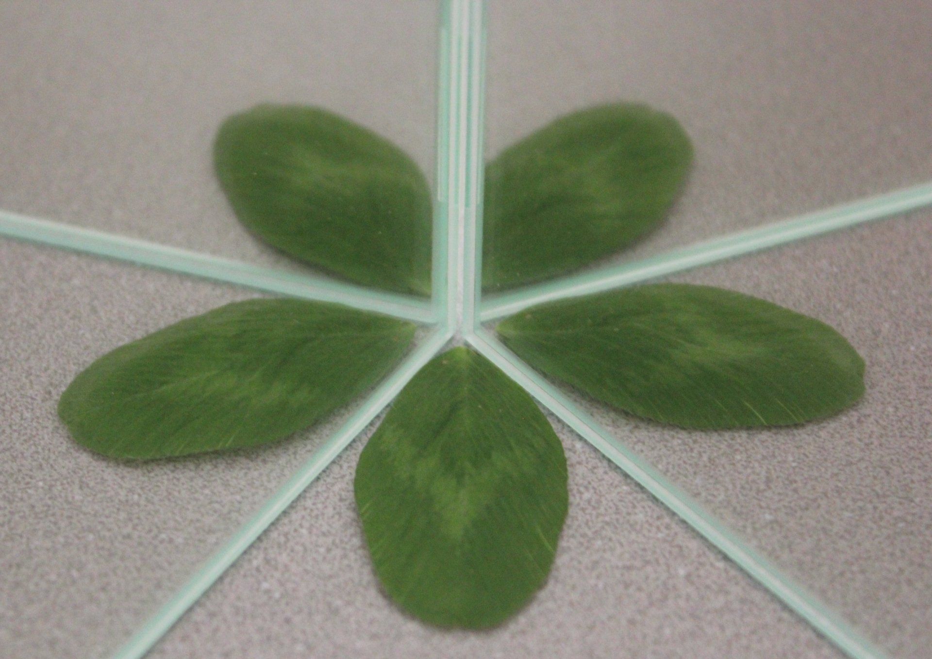 ein fünfach gespiegeltes Kleeblättchen aus Moosgummi