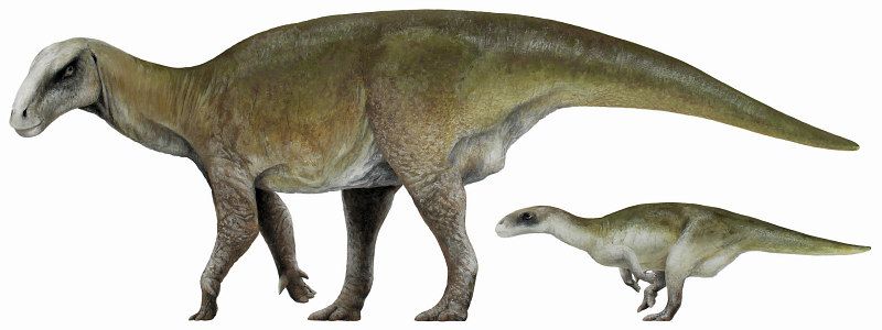 Iguanodon vierbeinig mit zweibeinigem Jungtier
