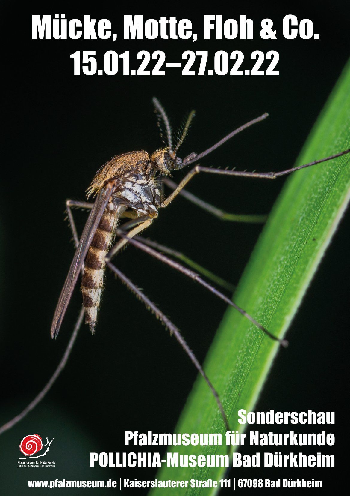 Ein Plakat mit einer Mücke darauf und der Aufschrift „Mucke Motte Floh & Co.“