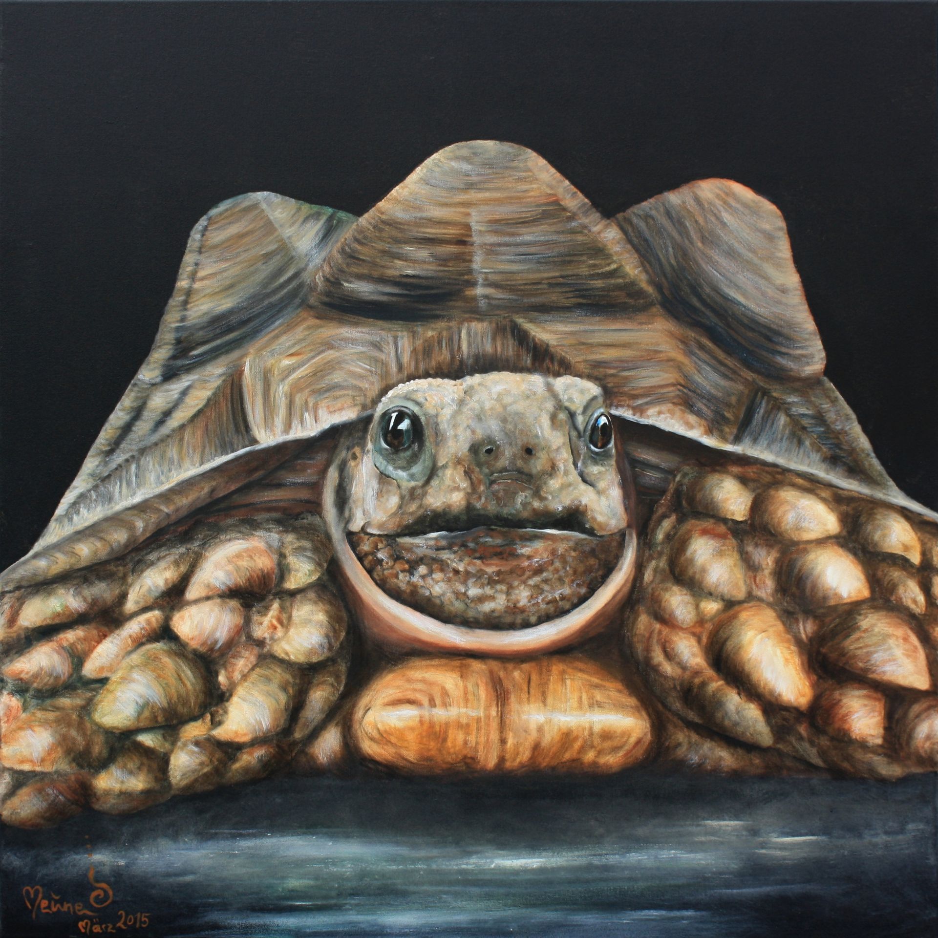 Gemälde einer Spornschildkröte vor schwarzem Hintergrund.