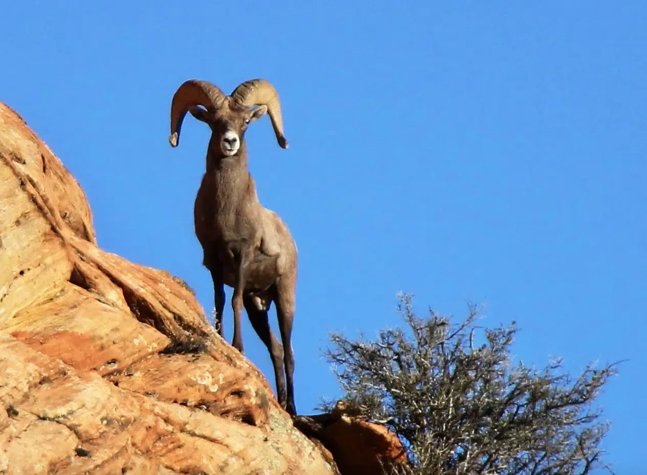 A ram with large horns is standing on top of a rock.