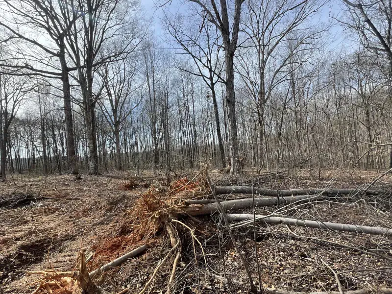 Forest scene with fallen trees and bare branches against a cloudy sky.