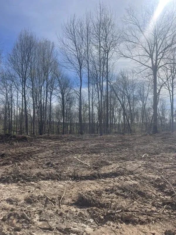 Cleared land with trees in the background under a blue sky.